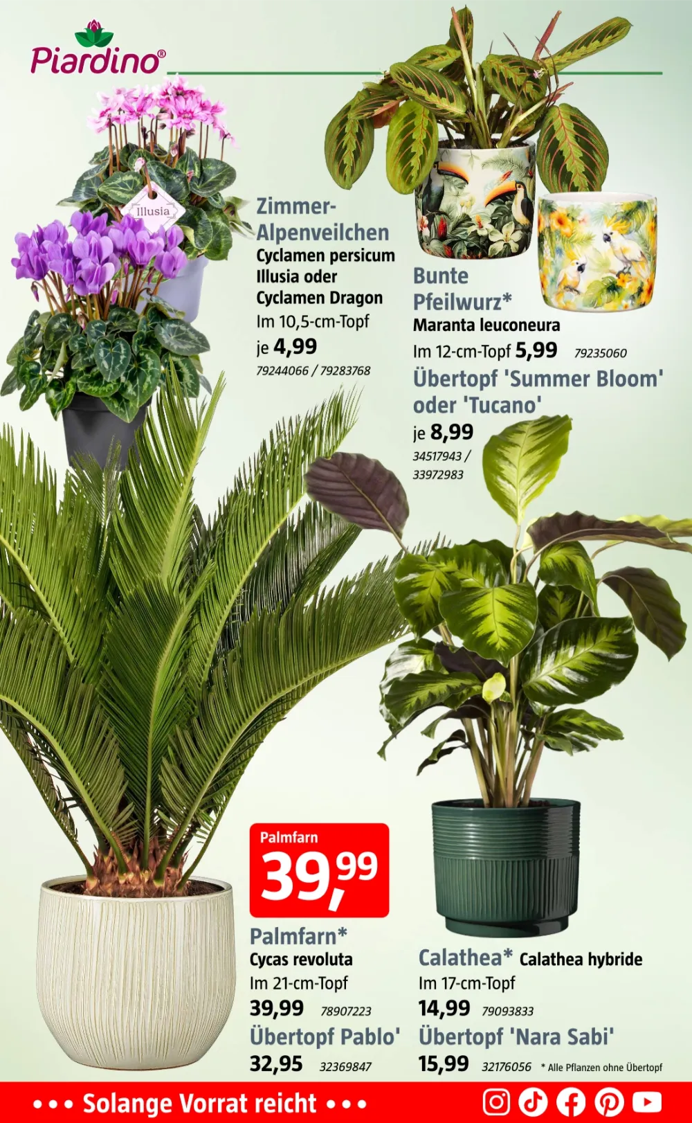 Bauhaus Prospekt KW 43 Seite 3 mit Zimmer-Alpenveilchen, Bunte Pfeilwurz, Palmfarn & Calathea hybride