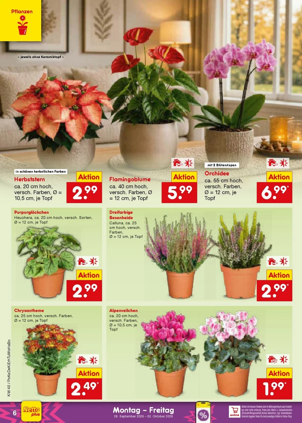 Netto Marken-Discount Prospekt KW 40 Seite 6 mit Herbststern, Flamingoblume, Orchidee und Alpenveilchen.