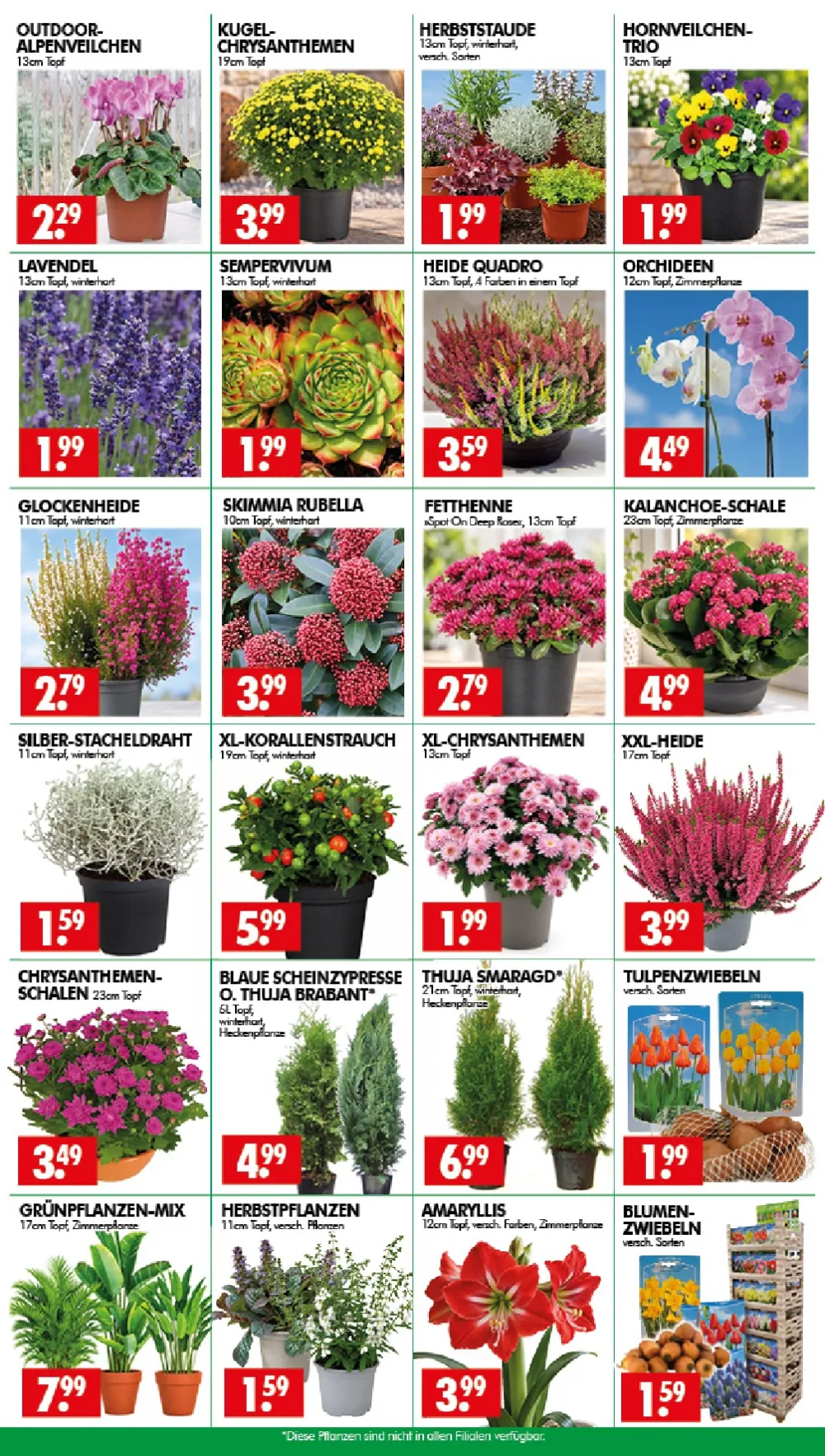 Wreesmann Angebote KW 41 Seite 3 mit Angeboten für Alpenveilchen, Chrysanthemen, Heide Quadro & Orchideen